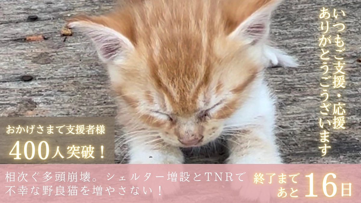 【400人突破！あと53万円！】いただいた応援メッセージのご紹介