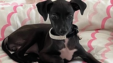 愛犬ティアラの環椎軸椎不安定症の手術、治療のご支援お願い致します。 のトップ画像