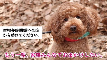 愛犬レンの僧帽弁閉鎖不全症(心臓病)の手術費のご支援お願い致します のトップ画像