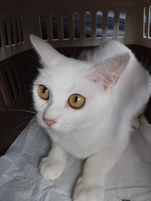 パトラちゃん宅へ半年後の家庭訪問。