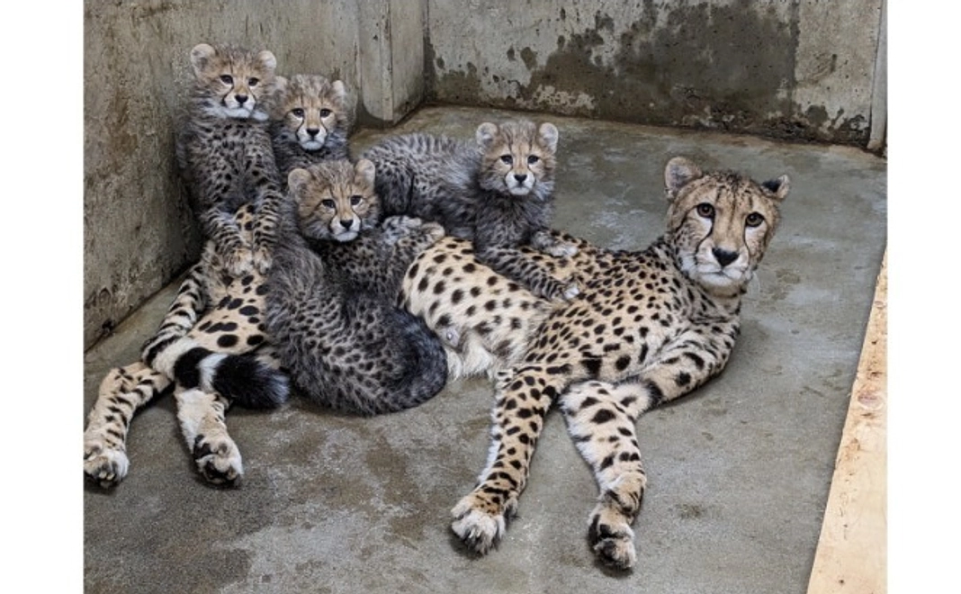 【NEW!! 1/31追加】当園で産まれたチーターの記録動画