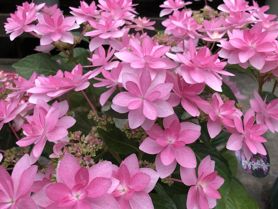 ありがとうございます！　フィナーレ迎えました！