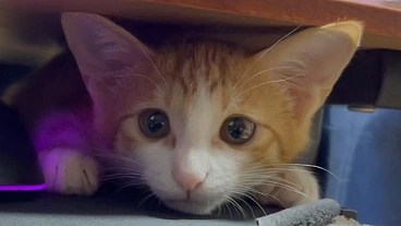 2歳の肥大型心筋症と闘病中の愛猫ぷちを助けてください。 のトップ画像