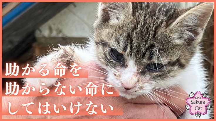 相次ぐ多頭崩壊。シェルター増設とTNRで不幸な野良猫を増やさない！