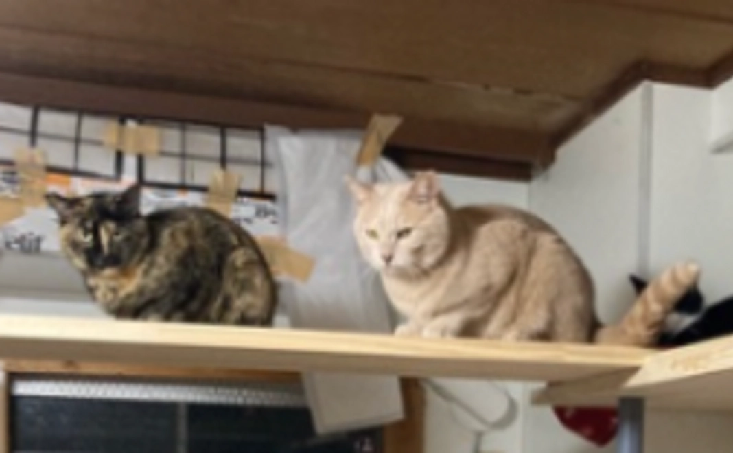 5千円：応援コース