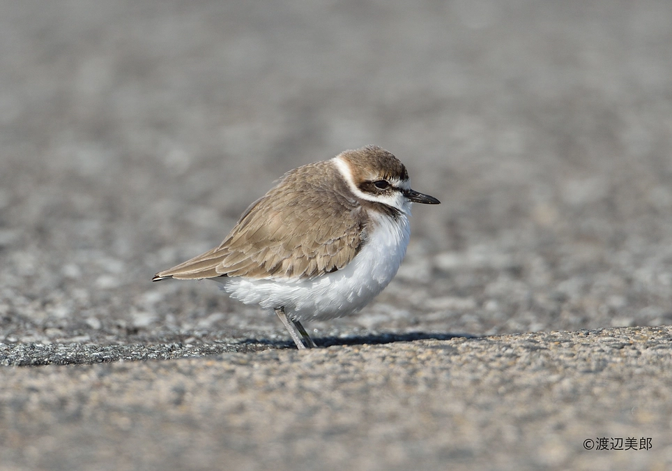冬に見られるまん丸シロチドリ
