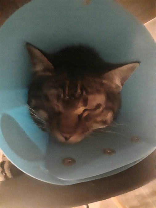 【くぅ君】手術無事に終わりました