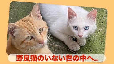 コロナ禍で保護数激増！保護猫たちの避妊去勢手術費用をご支援ください のトップ画像