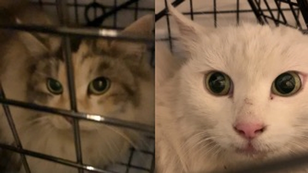 うすみん＆おきゃん、TNR完了