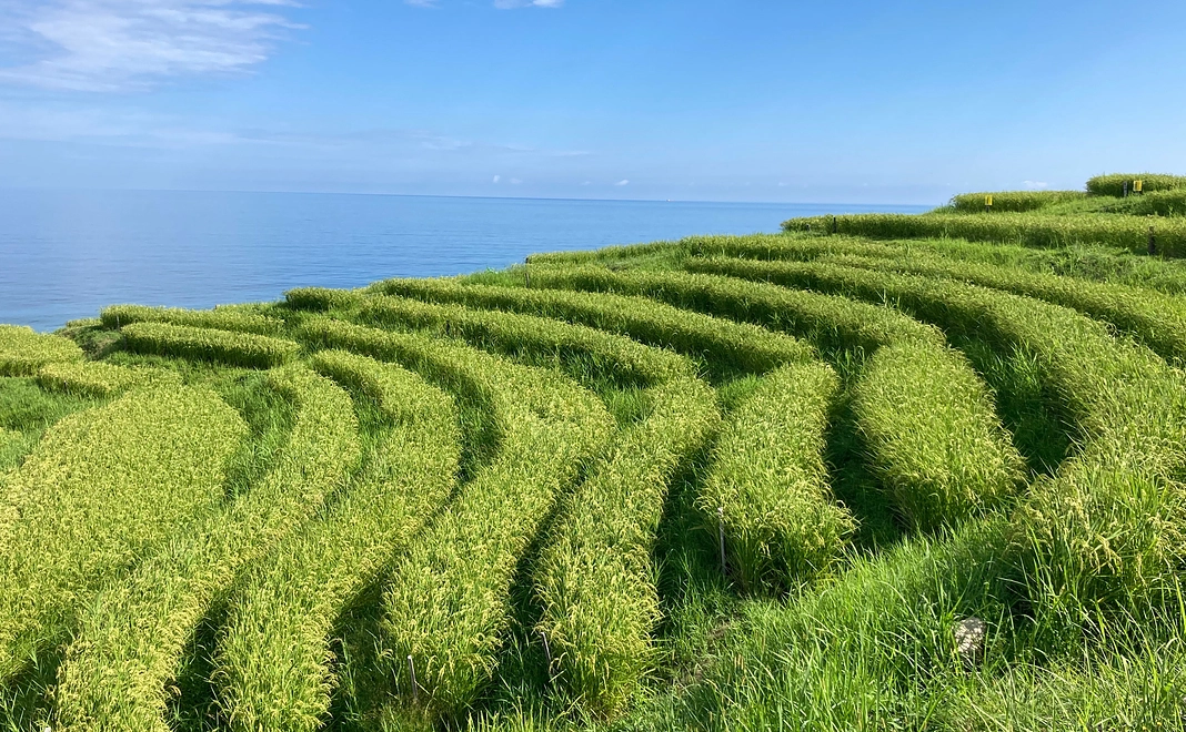 5千円 支援コース