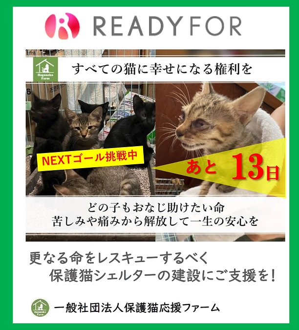   【活動報告】保護猫シェルター建設に伴うご支援のお願い（カウントダウン13日！）