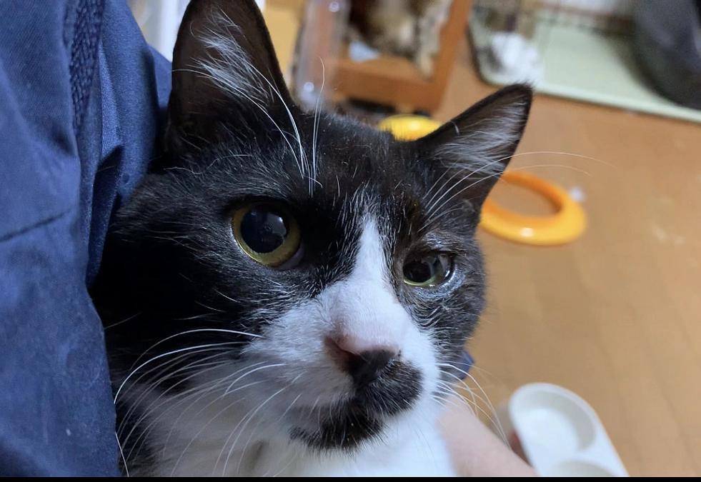 ハッチ　左目の瞬膜はきれいに無くなっています！