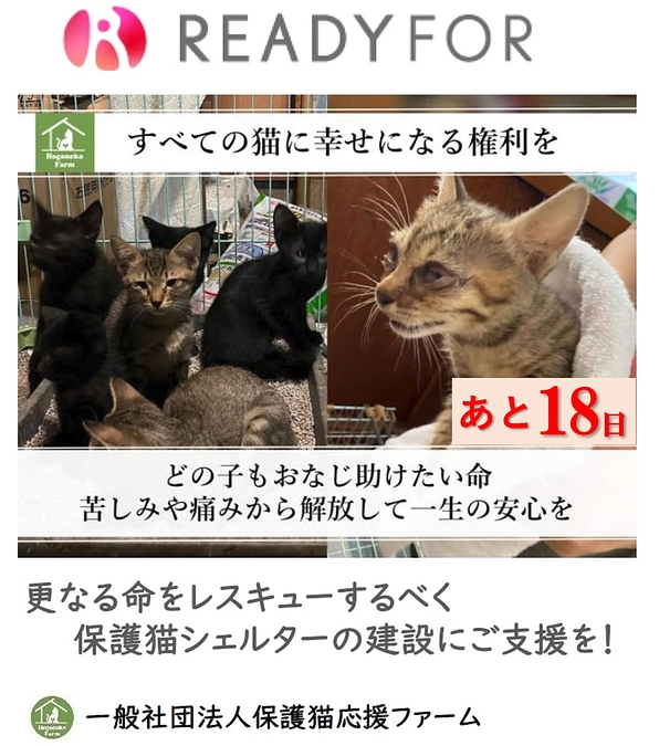 【活動報告】保護猫シェルター建設に伴う応援のお願い（カウントダウン18日！）