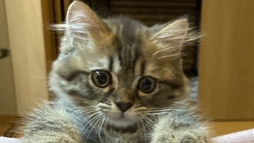 FIPになったあずきの投薬の御支援お願いします。 のトップ画像