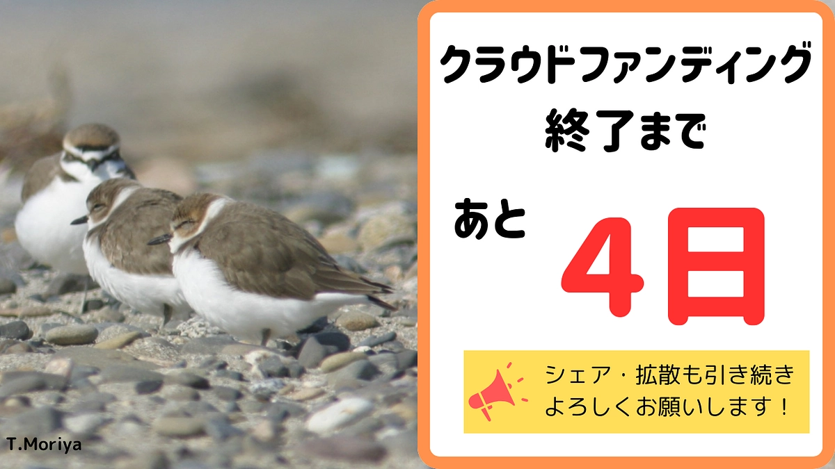 【残り4日！】オスとメスが協力して子育てするシロチドリ