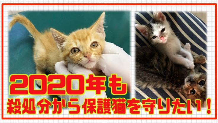 2020年も殺処分から保護猫を守りたい！