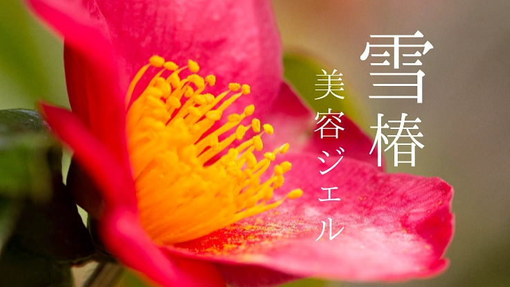 冬を乗り越え雪国で咲く雪椿、そのしなやかなエネルギーを皆様へ