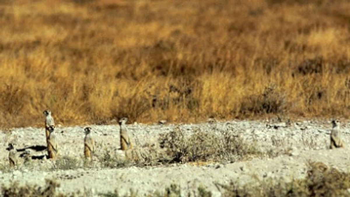第一講演：直立二足歩行、拇指対抗の指、平坦な歯列のカラハリ起源