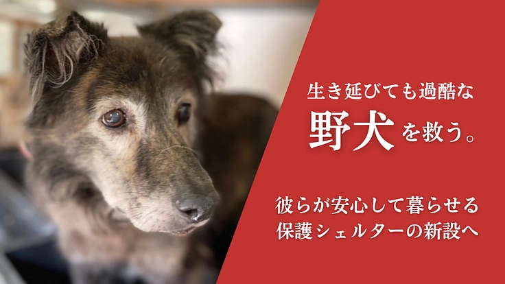 人知れず消えていく命をゼロに。悲願「野犬の保護シェルター」新設へ