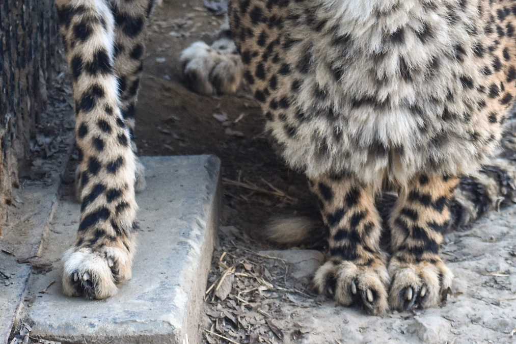 2月11日(日) 進捗報告・動物紹介～今度は爪にご注目！～