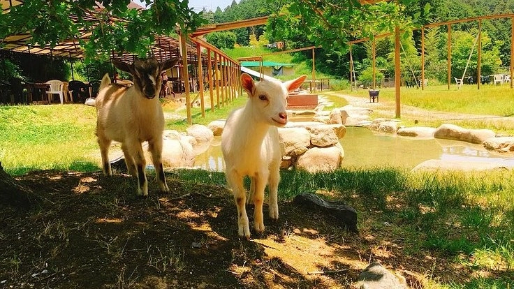 動物のためにコロナに負けない。ピクニカ共和国存続に向けて