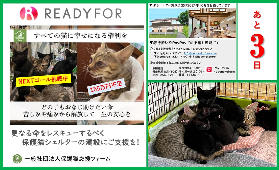 【活動報告】保護猫シェルター建設に伴うご支援のお願い（ラスト3日）