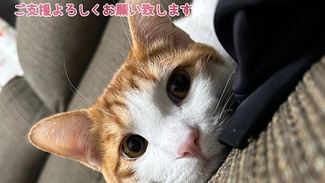 飼い猫が猫伝染性腹膜炎( FIP )を患いました のトップ画像