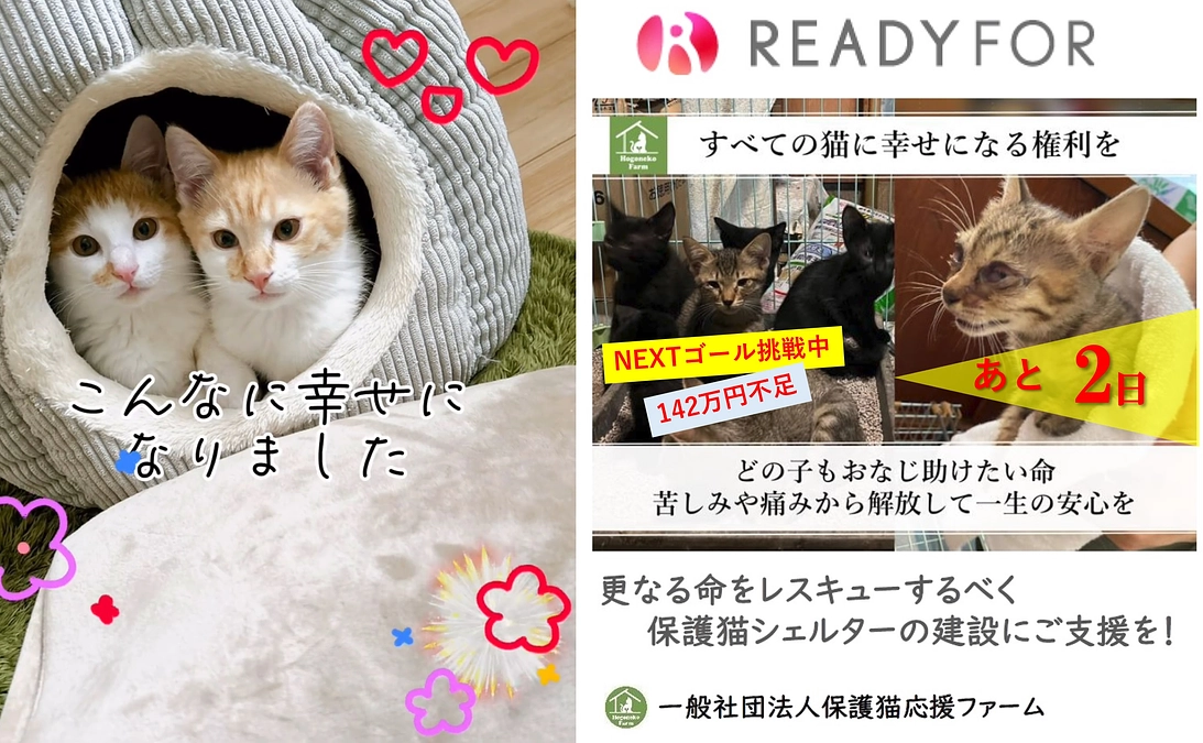 【活動報告】保護猫シェルター建設に伴うご支援のお願い（ラスト2日）