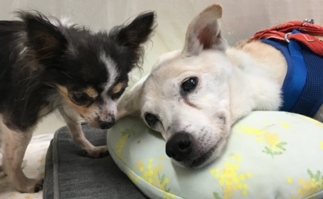 全力応援コース|3,000円