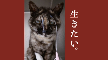 ハーツ 存続をかけた挑戦。シェルターの猫たちの命を守り続けるために のトップ画像