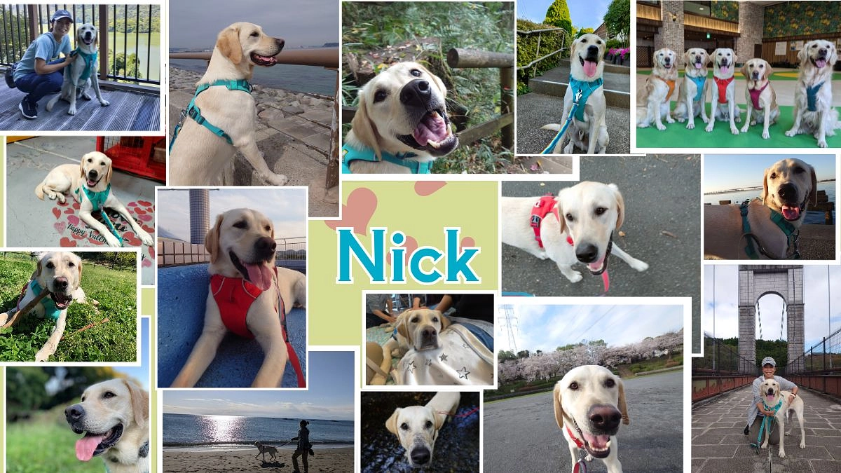 ファシリティドッグ育成の本格始動チャレンジの経過について