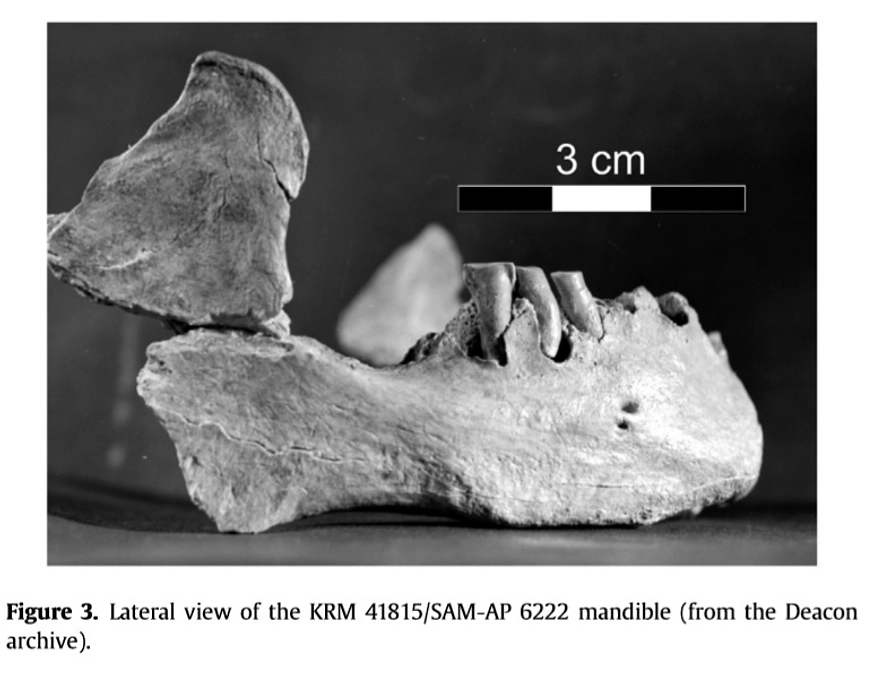 第二講演：オトガイの化石41815はヒトの知能のデジタル進化の象徴である