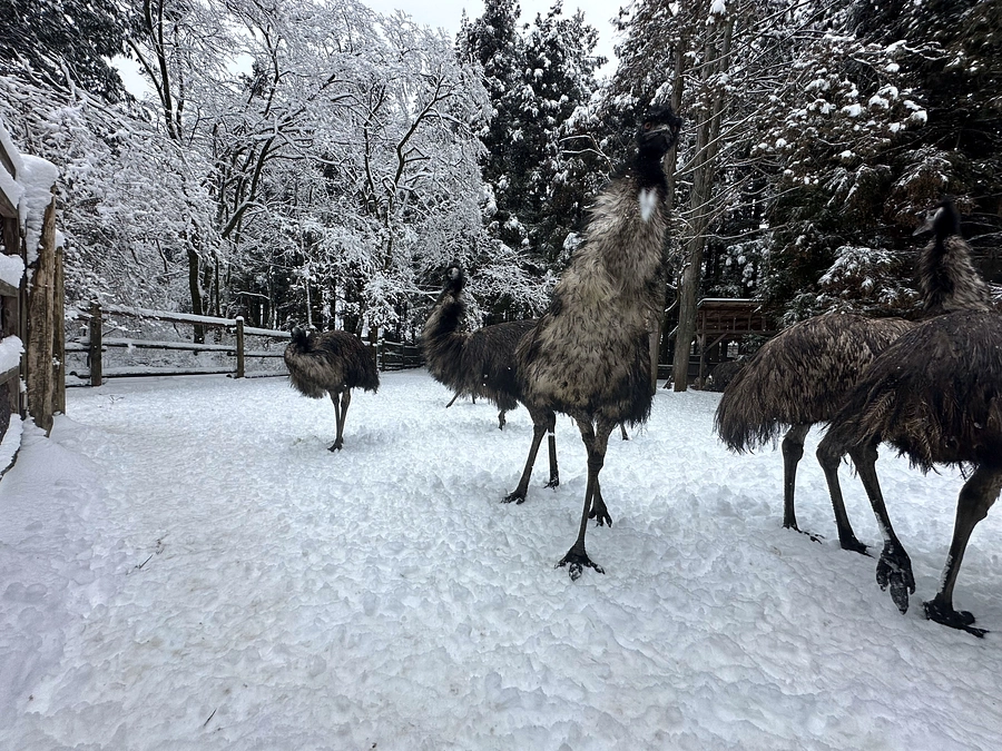 大雪と2月6日臨時休業のお知らせ