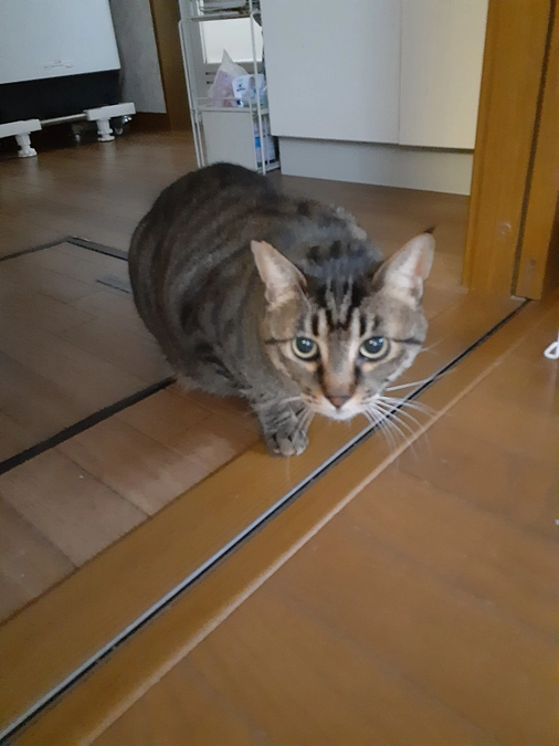 【やまと君】家庭訪問【もふ君】幸せ便り