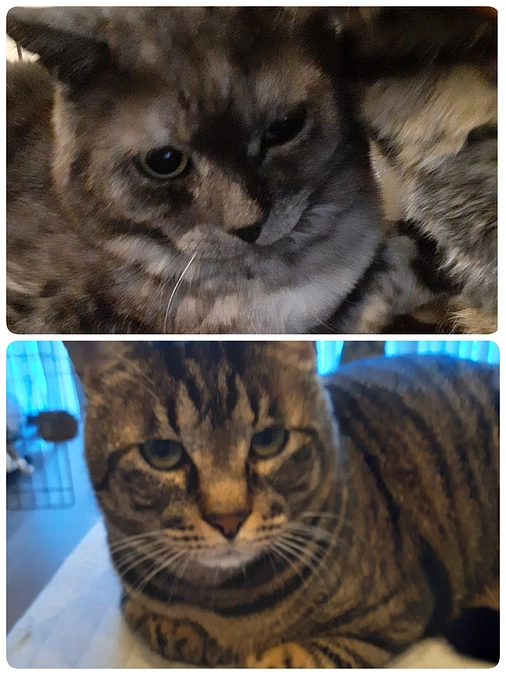 投薬スタートの【シンバ君】と預かりさん宅へ【くりまんじゅう君】