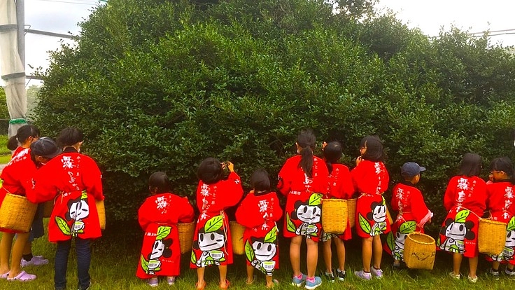 「霧島」樹齢140年以上の大茶樹の下に子どもたちが集う場所を。