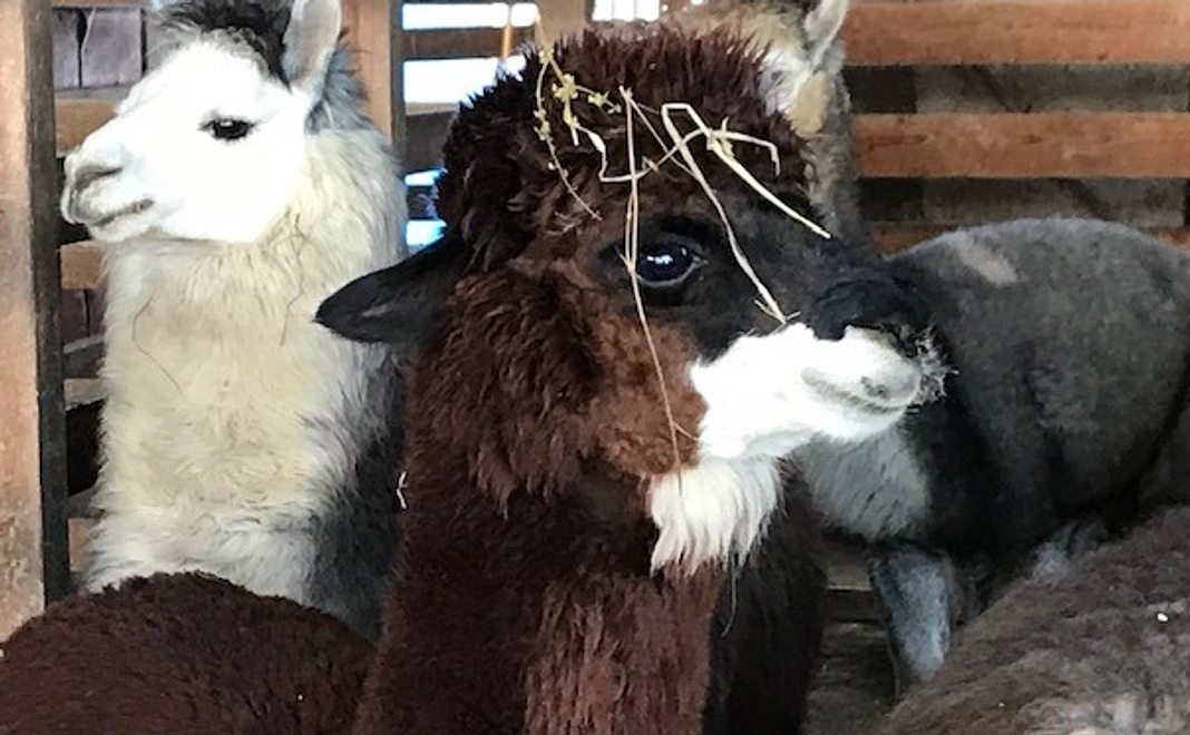 毎月1000円コース