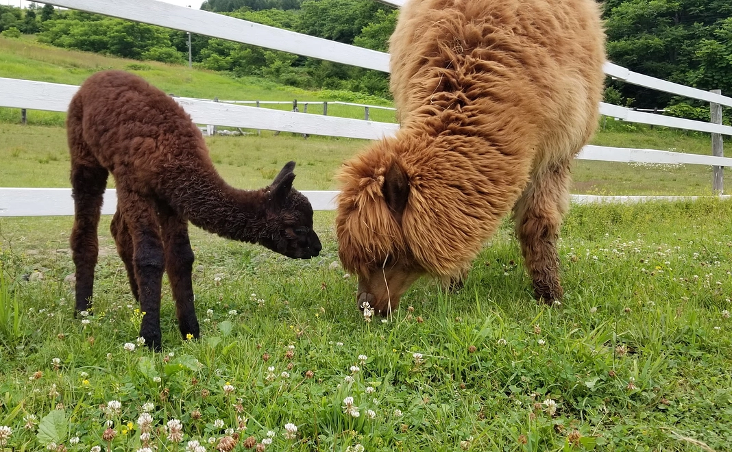 毎月3000円コース
