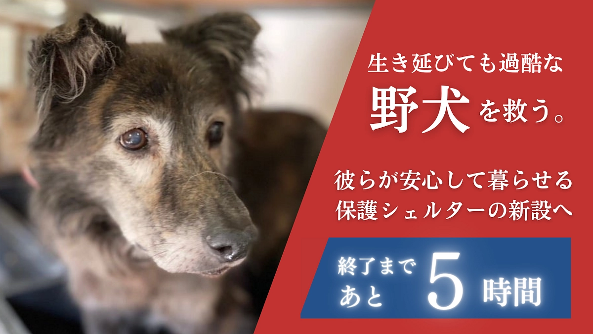 【終了まであと5時間】#野犬の殺処分ゼロ  ラストスパートシェア祭りのご協力もお願いします！