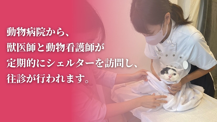 「不幸な猫ゼロ」を目指して。猫たちを救うセーフティネットにご支援を 6枚目