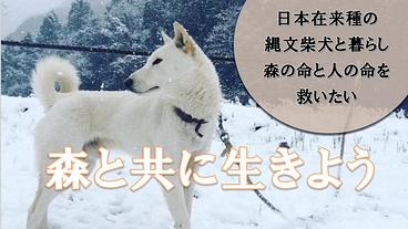 人を守る縄文柴犬、未来へ繋ぎたい！ のトップ画像