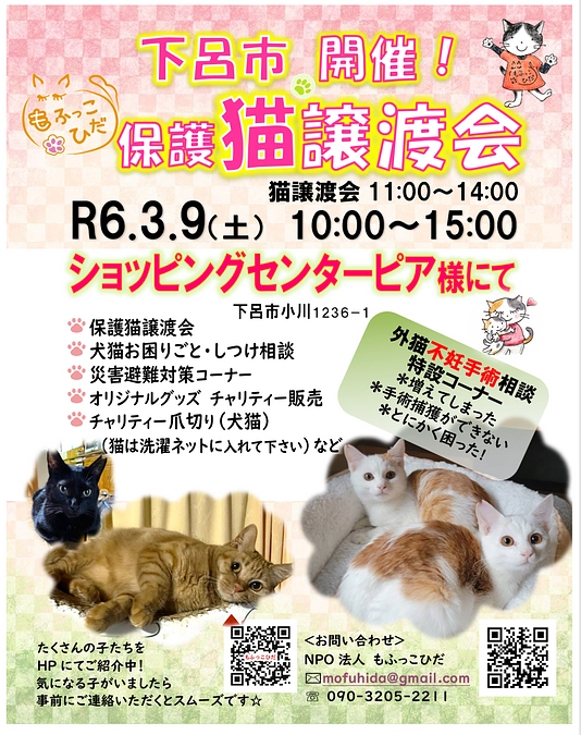 【2月のTNR・猫の発情期・3月譲渡会のお知らせ】
