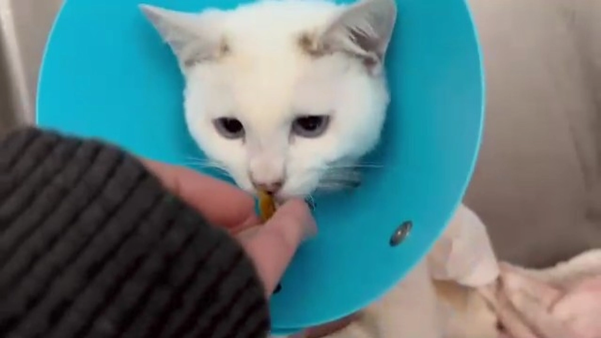 しっぽちゃん、経過は良好です！