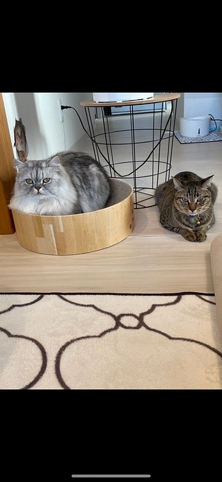 【とらのすけ君】おうち決定！