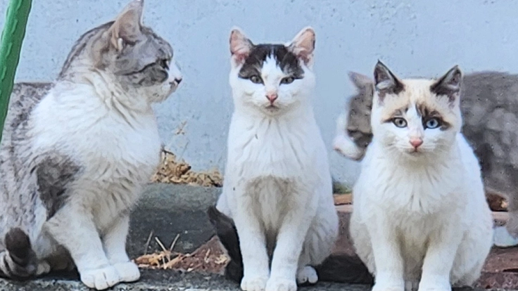 野良猫の避妊・去勢手術をして幸せ猫になってもらいたい