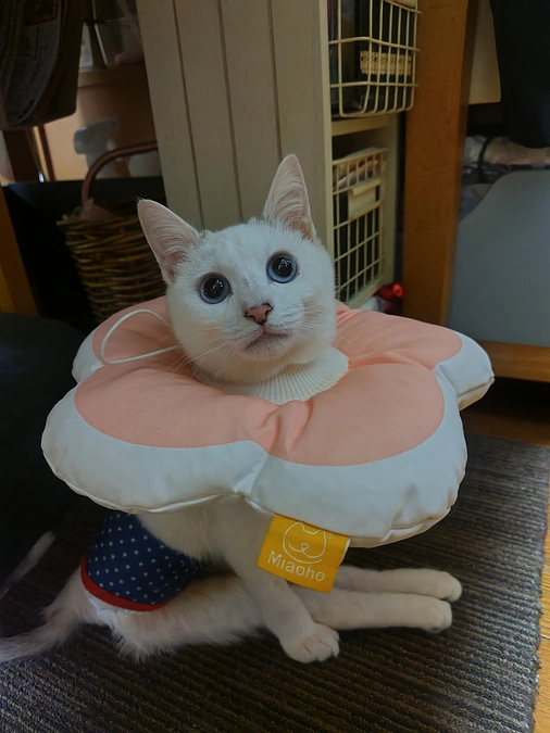 しっぽちゃん退院しました！