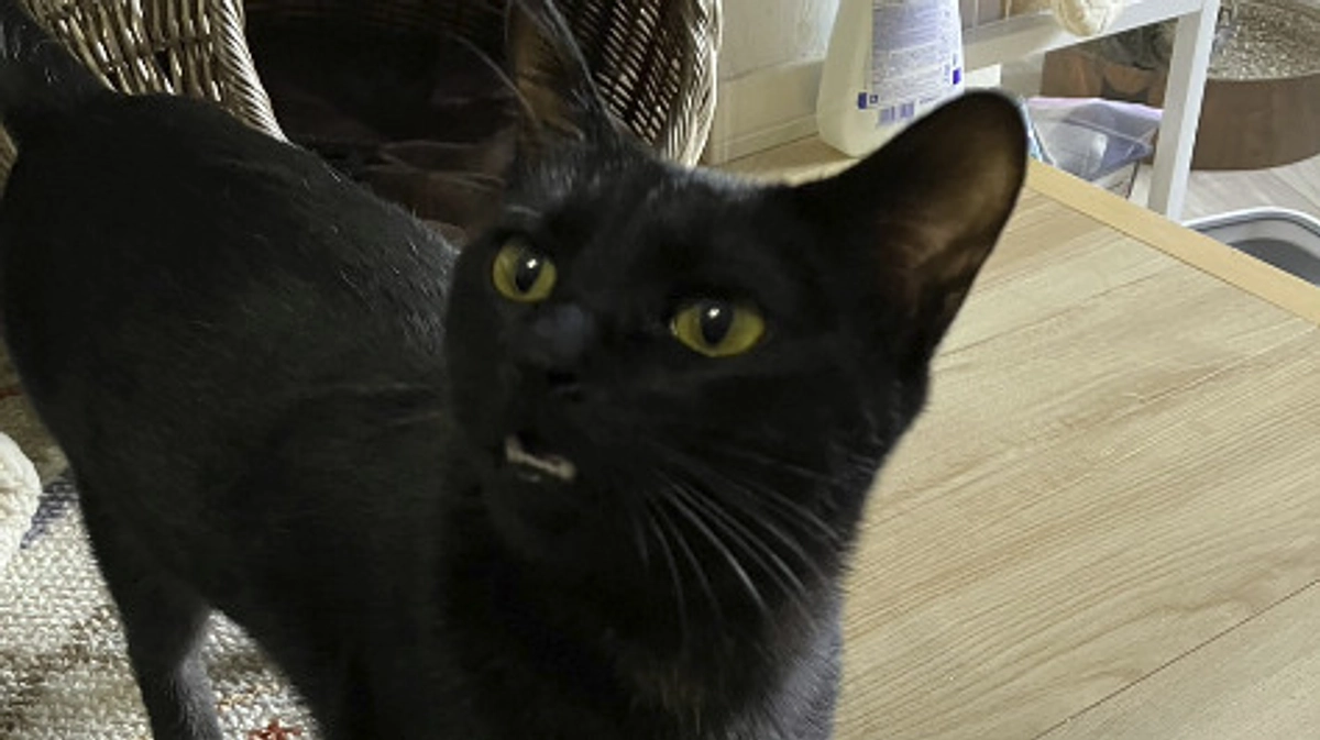 ヨルイチ、トライアルへ出発!!!!