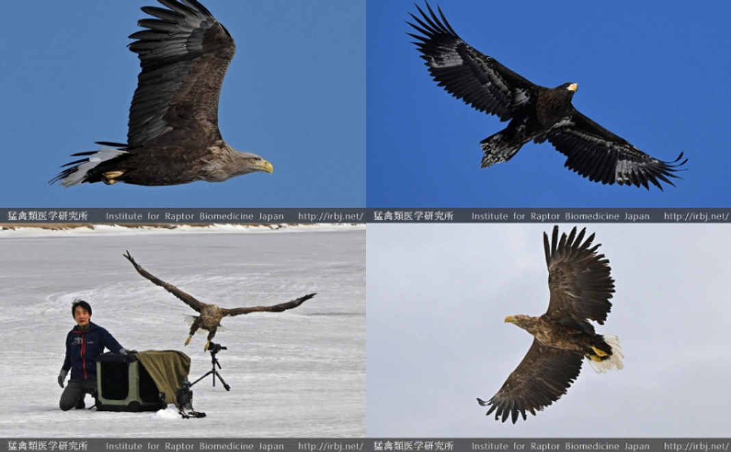 2/27New｜オリジナルA4クリアファイル2枚セット