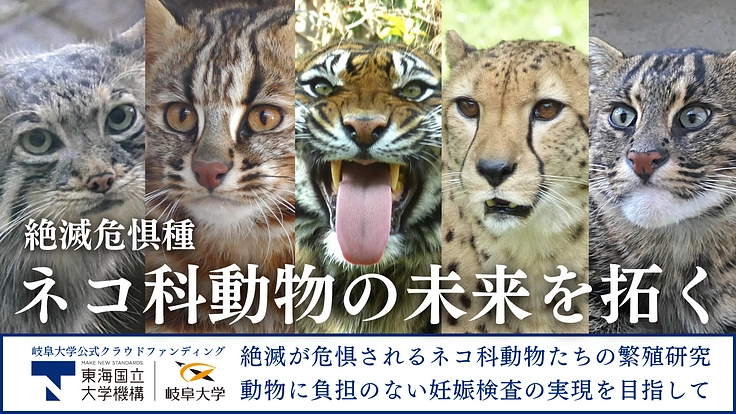 ネコ科動物の未来を拓く!動物園との繁殖研究・妊娠検査で保全に繋げる