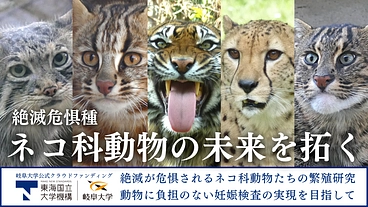 ネコ科動物の未来を拓く！動物園との繁殖研究・妊娠検査で保全に繋げる のトップ画像